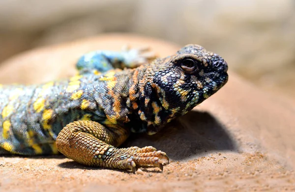 Mastigure Ornamentado Uromastyx Ornata Lagarto Família Agamidae — Fotografia de Stock