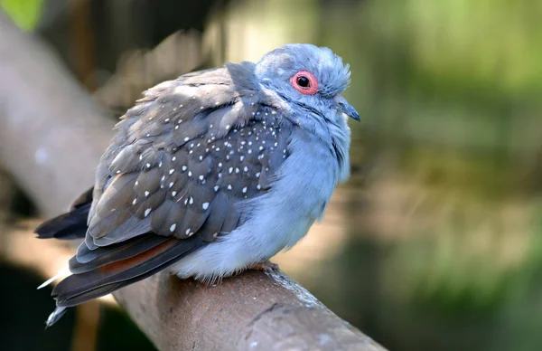 Diamond Dove Geopelia Cuneata Uccello Seduto Ramo Albero Piccoletto Grigio — Foto Stock