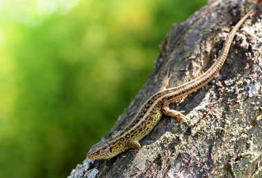 Ağaç dalı üzerinde kum kertenkele (Lacerta agilis).