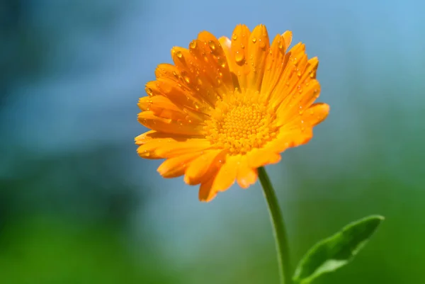 Pot Marigold Calendula Officinalis Розмитому Фоні Помаранчева Квітуча Лікарська Рослина — стокове фото