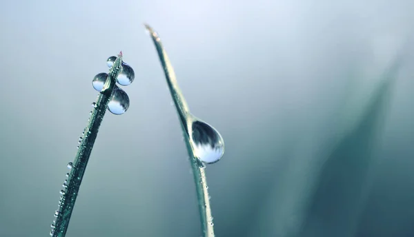 Transparentní Kapky Vody Rosy Trávě Zblízka Přírodní Pozadí Kopií Prostor — Stock fotografie