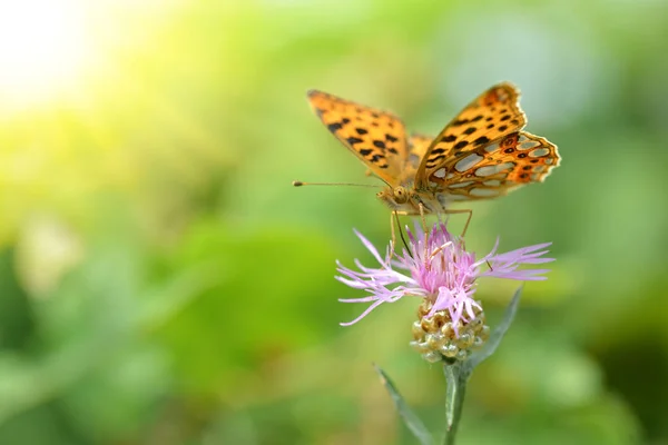 Queen Spain Fritillary Issoria Lathonia Butterfly Family Nymphalidae Sitting Purple — Stock Photo, Image