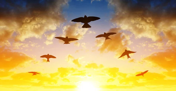 日没時にV形成で飛ぶ鳥のシルエット群れ — ストック写真