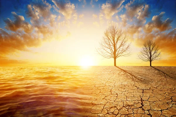 干燥的乡村死树 在夕阳下 土壤和大海破裂 气候变化或全球变暖的概念 — 图库照片