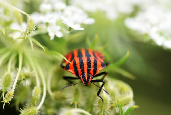 Bug Strisce Graphosoma Lineatum Primo Piano Sulla Pianta — Foto Stock