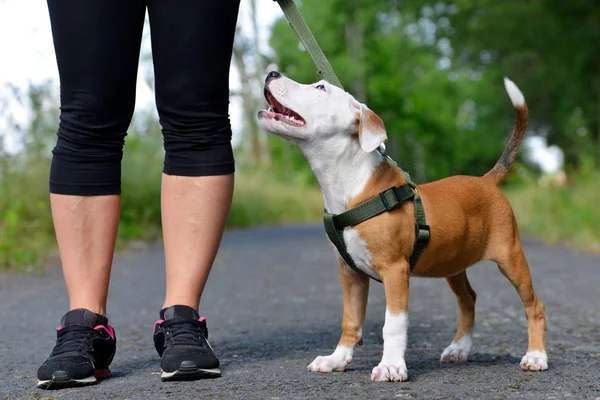 Donna Che Cammina Con Simpatico Cane Incrocio Cucciolo Nel Parco — Foto Stock