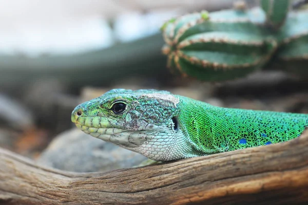 Moroccan eyed lizard - Timon tangitanus. Lizard in the family Lacertidae. The species is endemic to Northwest Africa.