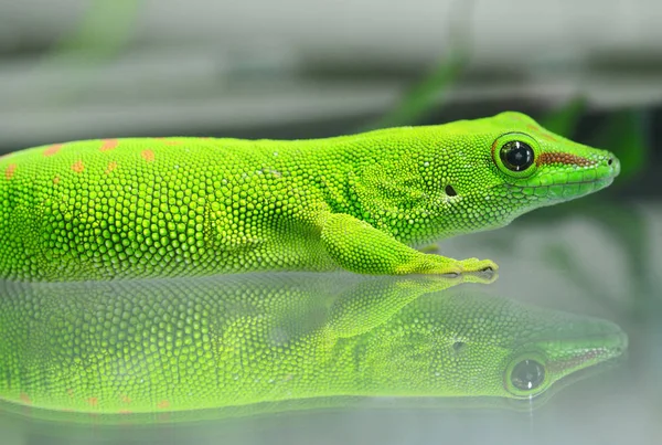 Gecko Dia Gigante Madagascar Phelsuma Grandis Vidro — Fotografia de Stock