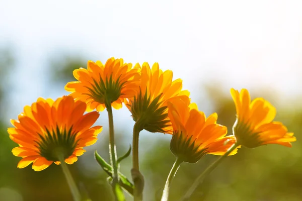 Pot Marigold Calendula Officinalis Фоне Размытости Цветущие Апельсины Лекарственные Растения — стоковое фото