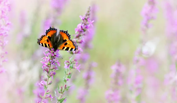 Европейская Маленькая Черепашья Бабочка Ahmad Urticae Сидящая Пурпурном Цветке — стоковое фото