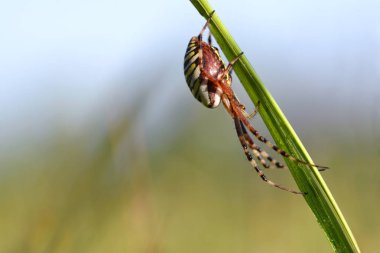 Wasp Spider ( Argiope bruennichi ) çim bıçak üzerinde.