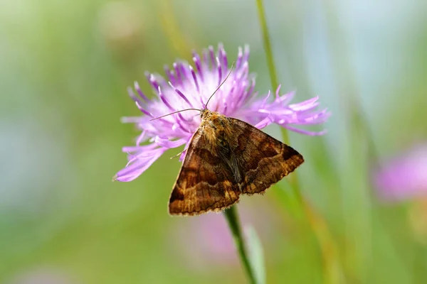 Burnet Companion Moth Euclidia Glyphica Сидит Фиолетовом Цветке Сорняков — стоковое фото