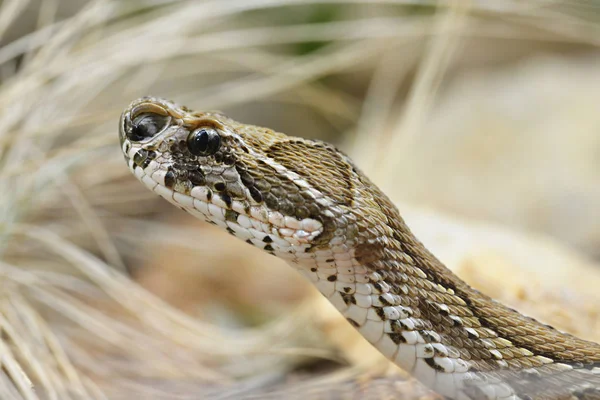 Víbora Russell Daboia Russelii Serpiente Venenosa Que Vive Sur Asia — Foto de Stock