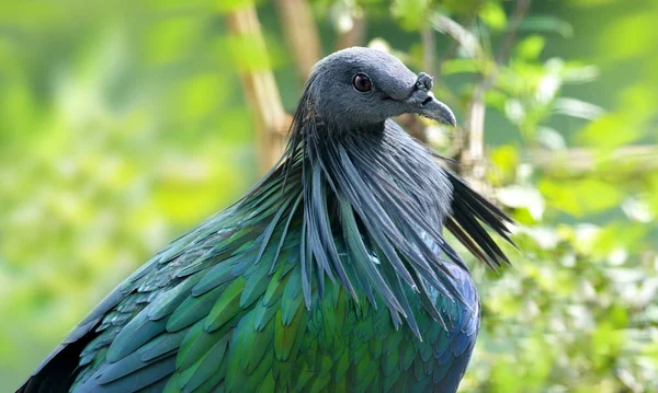 Nicobar Gołąb Caloenas Nicobarica Zwierzę Dzikie Tropikalny Ptak Mieszkający Andamany — Zdjęcie stockowe
