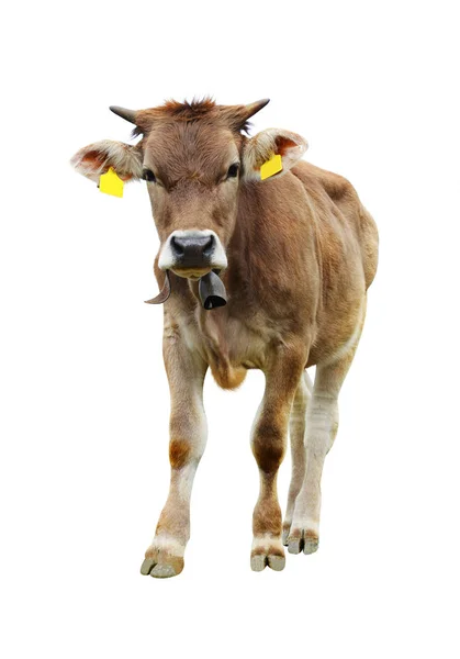 Portrait Une Vache Isolée Sur Fond Blanc — Photo