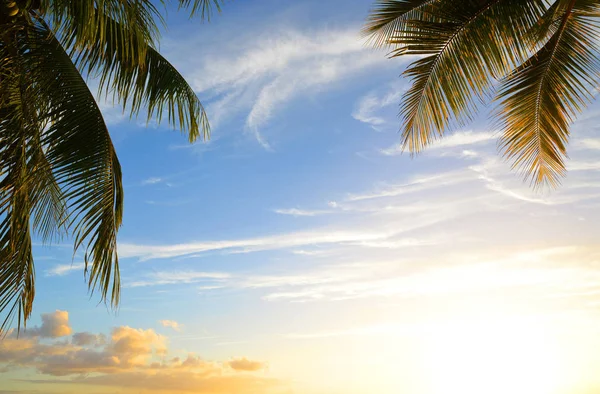 Blader Kokospalmer Ved Den Tropiske Kysten Mauritius Island Ved Solnedgang – stockfoto