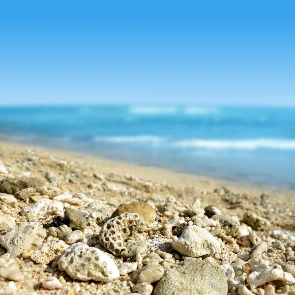 毛里求斯岛沙滩上的死珊瑚 印度洋 — 图库照片