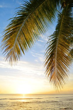 Gün batımında Hindistan cevizi palmiyesi yaprakları. Mauritius adasının tropik kıyıları. Hint Okyanusu.
