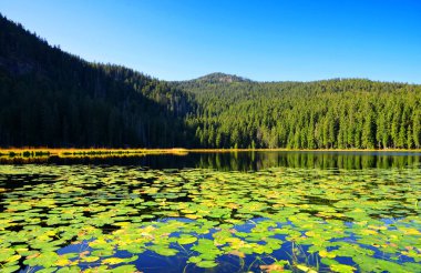 Moraine Gölü Grosser Arbersee Ulusal Park Bavyera Ormanı 'nda. Almanya.