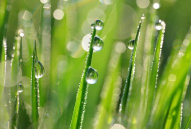 Taze yeşil çimenlerin üzerindeki şeffaf damlalar. Doğal arka plan..