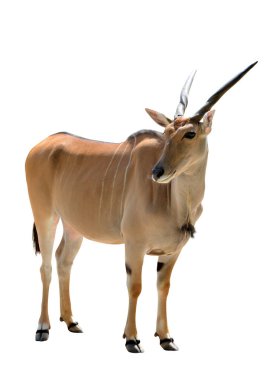 Beyaz arkaplanda Eland antilobu (Taurotragus oryx) bulunur. Savannah hayvanı..