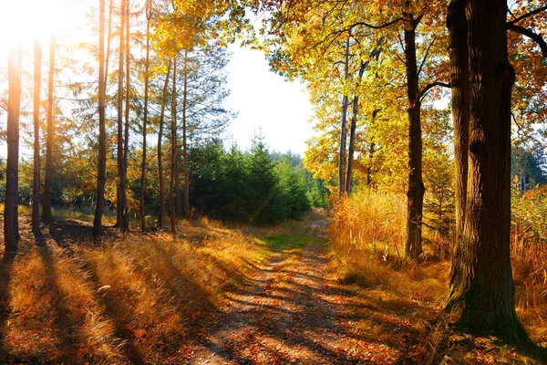 Floresta Outono Colorida Com Raios Sol Através Ramos Árvores Paisagem — Fotografia de Stock