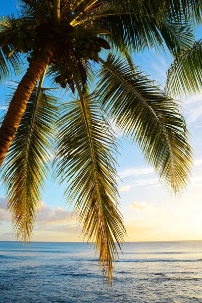 Hojas Palmera Coco Atardecer Costa Tropical Isla Mauricio Océano Índico —  Fotos de Stock