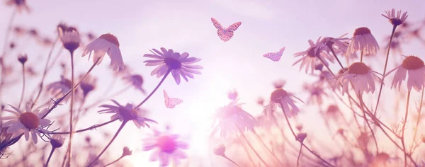 Marguerite Marguerite Aux Papillons Sur Prairie Coucher Soleil Fleur Printemps — Photo