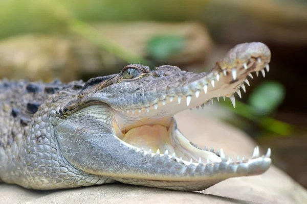 Crocodile Eau Douce Crocodylus Mindorensis Vivant Aux Philippines — Photo