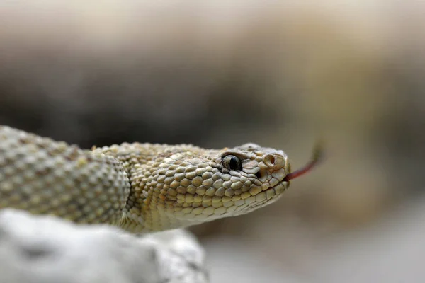 Южноамериканский Гремучий Змей Crotalus Durissus Unicolor Крупным Планом Опасная Ядовитая — стоковое фото