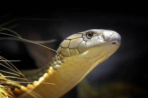 King Cobra Ophiophagus Hannah Longest Venomous Snake Native Southeast Asia — стоковое фото