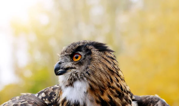 Búho Águila Europea Bubo Bubo Fotos Fauna — Foto de Stock