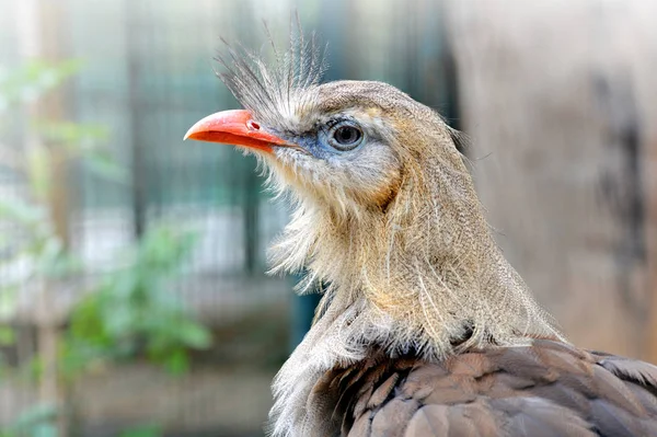 Červenonohý Seriema Bird Cariama Cristata Pták Původem Jižní Ameriky — Stock fotografie