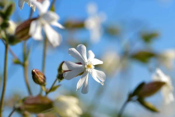 Beyaz Campion Silene Latifolia Veya Melandrium Albüm Kapanışı Çayırda Çiçek — Stok fotoğraf