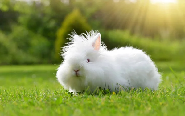 Funny Baby White Teddy Rabbit Sitting Green Grass — Stock Photo, Image