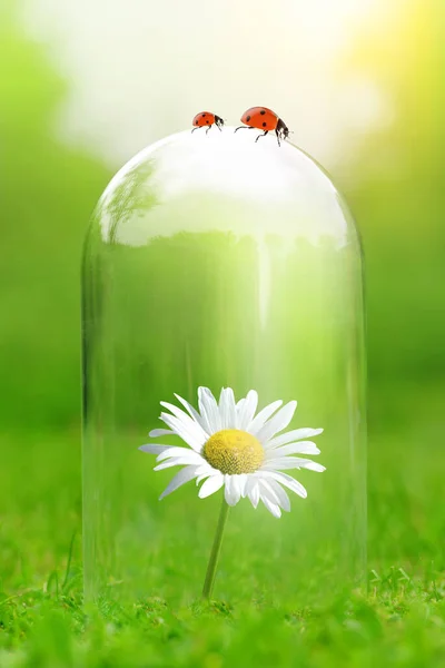 Daisy Bloem Onder Glazen Pot Bescherming Van Natuur Milieubeschermingsconcept — Stockfoto