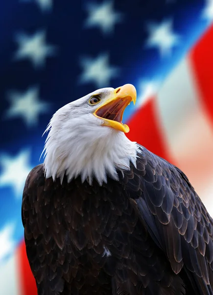 Porträtt Nordamerikansk Bald Eagle Haliaeetus Leucocephalus Bakgrunden Usa Flagga Amerikas Stockbild