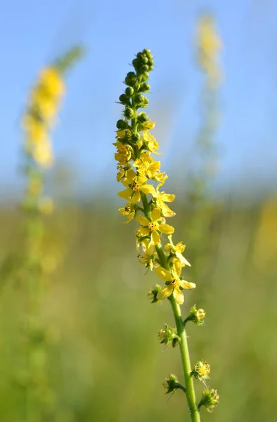 草本植物の開花草原での一般的な農業 Agrimonia Eupatoria — ストック写真