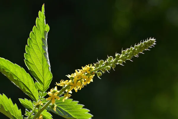 Kwitnąca Roślina Ziołowa Rolnictwo Zwyczajne Agrimonia Eupatoria Zielonymi Liśćmi — Zdjęcie stockowe