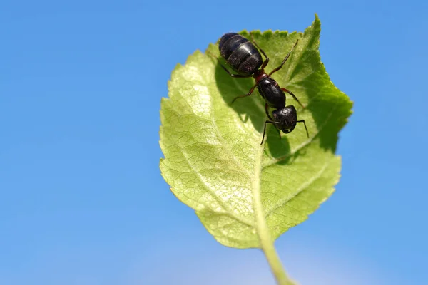 Formica Sulla Foglia Verde Sfondo Della Natura — Foto Stock