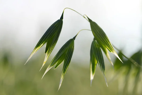 Close up view of green oats on the field. Agricultural background.