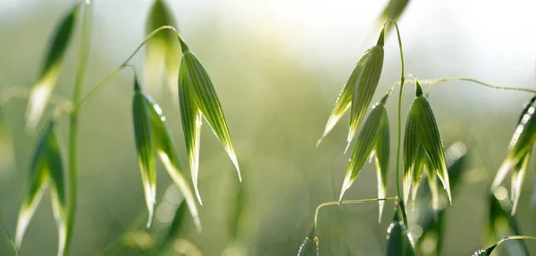 Close up view of green oats on the field. Agricultural background.