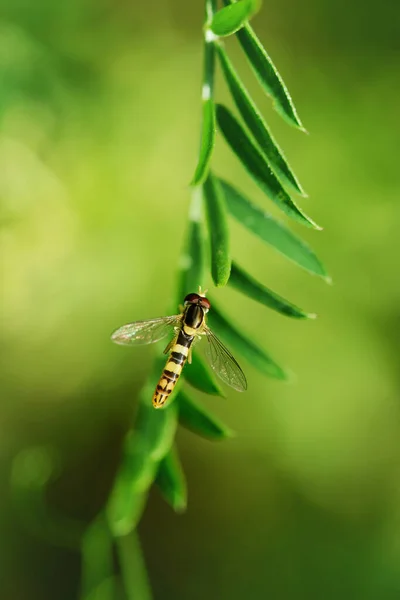 Marmalade Hoverfly Episyrphus Balteatus Zelené Rostlině — Stock fotografie