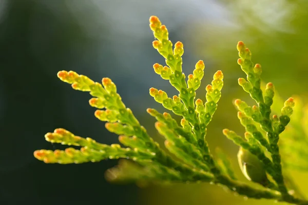 Ramo Thuja Fecha Natureza Fundo — Fotografia de Stock