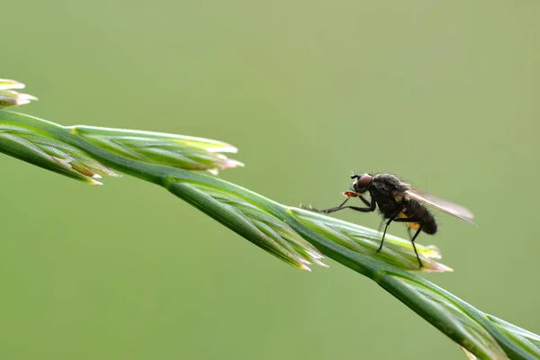 Fly Sedí Trávě Ostří Zblízka — Stock fotografie