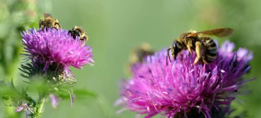 Bal arısı (Apis mellifera) mor devedikeni çiçeğinin üzerinde. Doğa arkaplanı.
