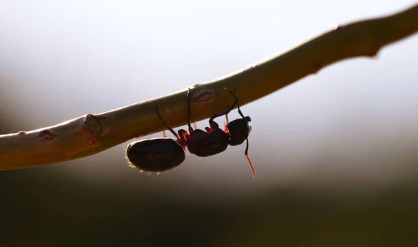 Formiga Andando Galho Árvore Pôr Sol Natureza Fundo — Fotografia de Stock