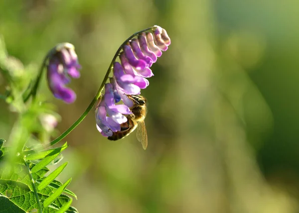 紫色の花Tufted Vetch Vicia Cracca と蜂が閉まります 春の自然背景 — ストック写真