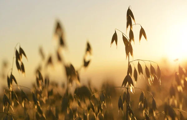 Champ Avoine Fermé Coucher Soleil Contexte Agricole — Photo