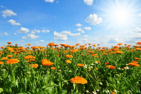 페트로 마리골드 Calendula Officinalis 이곳에서 자라고 하늘을 배경으로 — 스톡 사진